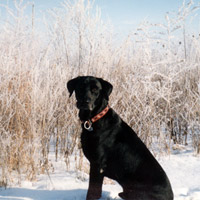 Boomer - Delta Society