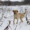 A.D.'s first Illinois snow