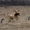 Bringing back a blind retrieve
