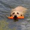 Water retrieve at Nancy's wetland