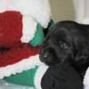 AD's puppies