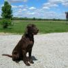 Roux lives in Lichfield, IL