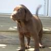 Blindfaith's Mighty Samson, Florida