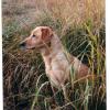 Blindfaith's Mindy's Miss Molly MH MNH, Indiana