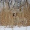 Dude hunting pheasants in Illinois