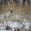 Dude's Illinois Pheasant Hunt