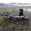 Moose earns his keep in Montana