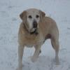 Boomer lives with Dan in Indiana