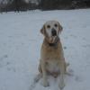 Boomer joins many dogs with a great name!