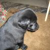 Maggie & Linc's puppies