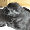 Maggie & Linc's puppies