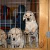Ruff & Morgan's puppies