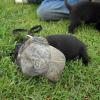 Sophie & Tic's puppies