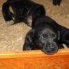 Sophie & Tic's puppies