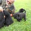 Sophie & Tic's puppies