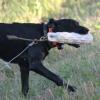 Coming back from a water retrieve