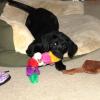 Grace approves of her new toys