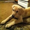 Bonnie 13 wks 3