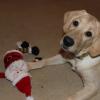 Bonnie and Santa Clause 2015 024