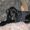 Relaxing is what Boomer does best