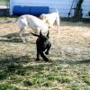 Blindfaith's Boomerang, 4 months