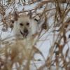 On the hunt