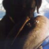 Etta is an accomplished duck hunter