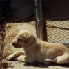Haley as a puppy