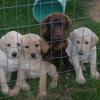 Lily meets Ruff's litter