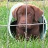Exploring the puppy tunnel