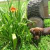 Lily with her namesake