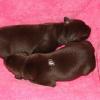 Lily's girls at 5 days