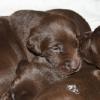Lily's pups at 2 1/2 weeks