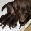 An excellent mother with her seven pups