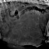 Lily's x-ray had us baffled
