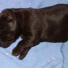 We like this pup's dark chocolate coat