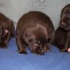 Lily's boys, 18 days old