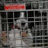 In solitary confinement.  Bad puppy!
