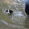 Lottie swims like she was born to it