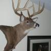 A beautiful wallmount