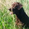 Blindfaith's Nutmeg Star SH