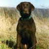 Blindfaith's Nutmeg Star, age 6 months