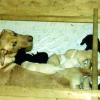Candlewood's Yellow Flower with a black and yellow litter Bill and Mindy