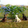 Haley, Meg and Boomer