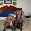 Maggie and Indy
