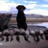 Moose of Montana