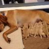 Zelda with pups