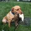 Gundog