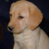 Zelda x Morgan pup