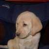 Zelda x Morgan pup